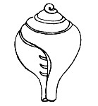 Muschelhorn